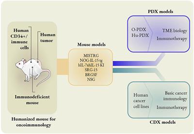 Humanized Mouse Models for the Advancement of Innate Lymphoid Cell-Based Cancer Immunotherapies